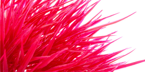 Akvarijní rostlinka Tráva mini červená