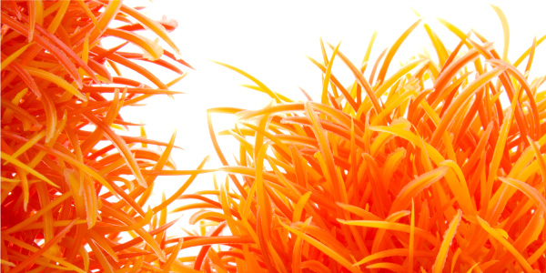 akvarijná rastlinka Orange Hygro