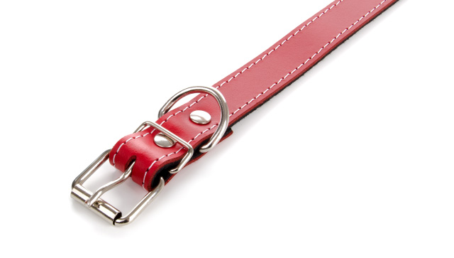 Detail koženého obojku pre psy. JK ANIMALS, kožený obojok JK Classic pre psov, červený, 2,5×55 cm.
