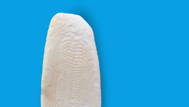 Detail fotografie sepiové kosti. JK ANIMALS, malá sépiová kost s chycením, velikost S, délka cca 10–11 cm. 