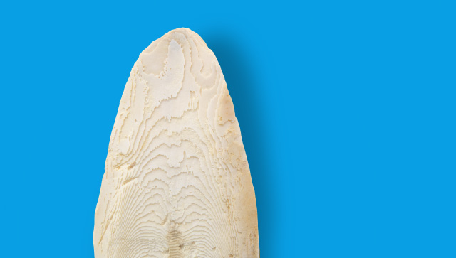 Detail fotografie sepiové kosti. JK ANIMALS, malá sépiová kost s chycením, velikost L, délka cca 18–19 cm. 