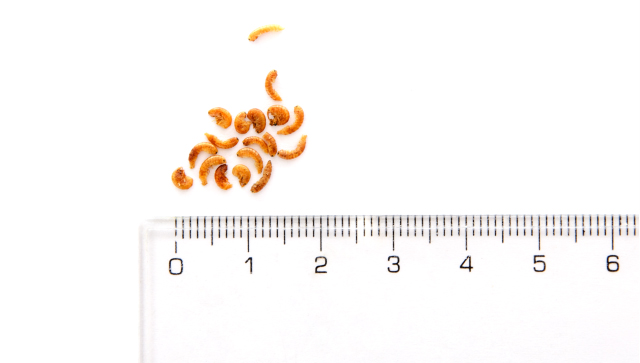Fotografie velikosti Mini Gammarusů. JK Gammarus Mini, 25 g, 100% Bio-přírodní krmivo.