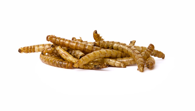 Fotografie detailu krmiva. JK ANIMALS, Sušení mouční červi JK Dried Mealworms, 80 g, (Tenebrio Molitor). 