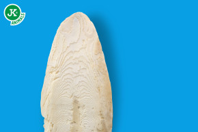 JK ANIMALS, malá sépiová kost s chycením, velikost L, délka cca 18–19 cm © copyright jk animals, všechna práva vyhrazena