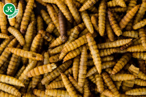 JK ANIMALS,  Sušená larva bráněnky, 80 g © copyright jk animals, všechna práva vyhrazena